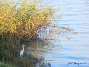 Aigrette au bord du Oued Seybousse à Annaba
