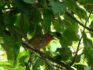 Rouge gorge familier ( Erithacus rubecula ) - Annaba