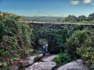 Un Pont couvert de Lierre aux alentours de Annaba