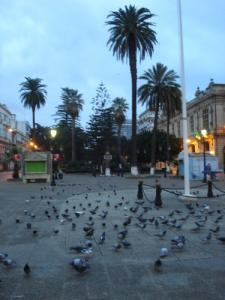 Banc de Pigeons à la Cours de la Révolution (Centre ville de Annaba)