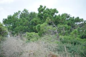 Annaba le Phare du Cap de Garde