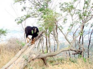 Elevage Caprin à Annaba