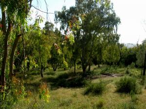 منظر طبيعي بضواحي سيدي محمد (بلدية جبالة) 1