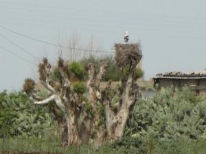 Nid de Cigognes aux abords de Annaba