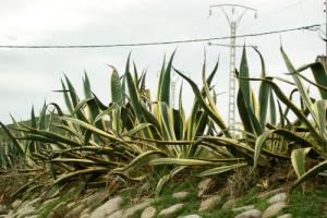 Annaba le phare du cap de garde by MAHER BARAKET