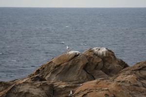 Une Mouette sur les Rochers de la Plage Vivier (Côte de Annaba)