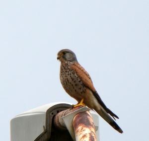 Faucon crécerelle (Falco tinnunculus) (Annaba)