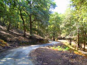 Forêt de chêne aux alentours de Annaba