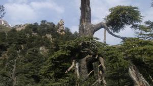 غابات بلدية تيكجدة