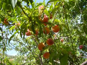 الفلاحة في أعالي الجبال (16)