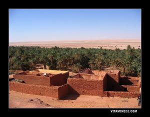 واحات نخيل بمنطقة  اليشطة