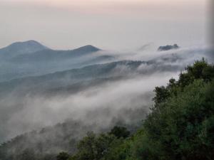 Brouillard sur la Forêt de Annaba