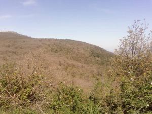 غابة  بونعجة  ببلدبة حمالة