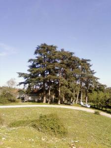 غابة  بونعجة  ببلدبة حمالة 1