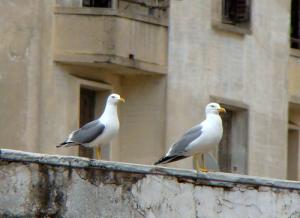 Goéland Leucophée ( Larus michahellis ) (Annaba)