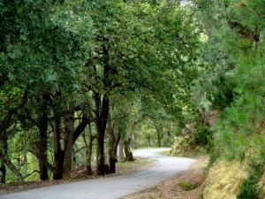 Vue de la forêt de l'Edough
