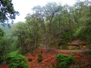 Forét de l'Edough (Wilaya de Annaba)