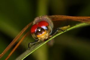 Zoom sur une Libellule (Annaba)