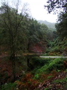 Forêt de l'Edough à Annaba