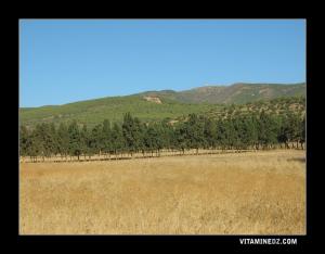 الحقول المجاورة لقرية  سيدي بن يبقى  1