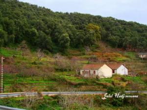 Vue de l'Edough (Forêt de Annaba)