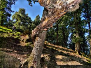l'arbre prés de la source d'eau  le plus proche
