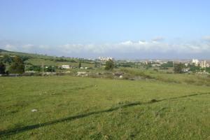 Les verts pâturages de Annaba