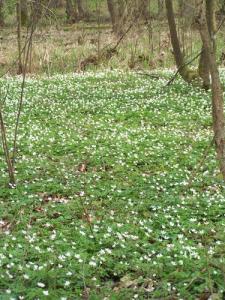 Fleurs de Printemps aux abords de Annaba