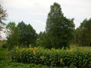 Fleurs de Tournesol à Annaba