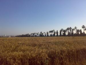 Saison des Moissons à Annaba