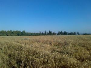 Champ de Blé Mûr pour la moisson à Annaba
