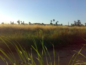 Champ de Blé sur la périphérie de Annaba