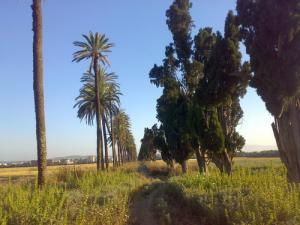 Verdure aux abords de Annaba
