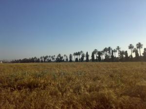 Culture de Céréales dans la périphérie de Annaba