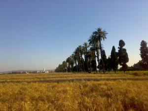 Culture céréalière sur la périphérie de Annaba