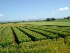 Parcelles de multiplication de semences  (Wilaya de Guelma)