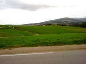 Verdure aux alentours de Guelma