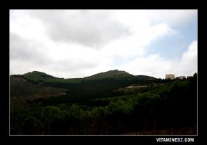 غابة صنوبر فتية قرب جبل  عربوز  ببلدية مسيردة الفواقة