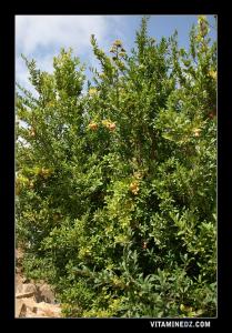 أشجار الرمان بضواحي قرية  أغرام   (بلدية مسيردة الفواقة)