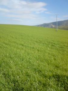 Vue sur les prairies aux alentours de Khezzara