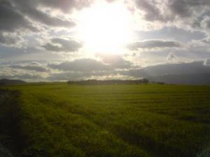 Verdure à Khezzara (Wilaya de Guelma)