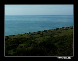 تربية الماشية قرب شاطئ أولاد بن عياد (مسيردة تحاتة)