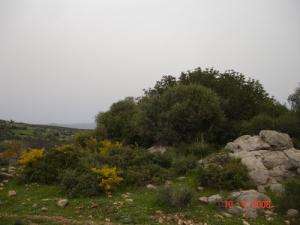 Paysage des Maquis de la Mahouna (Wilaya de Guelma)