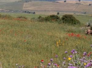 Les près en avril sur les hauteurs de Guelma