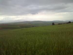 Champs de Céréale aux alentours de Khezaras (Wilaya de Guelma)
