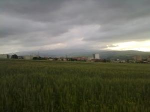 Les Champs de Céréales environnants la cité de Khezara