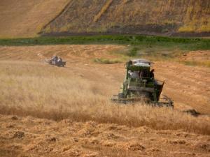 Moisson du Blé dans la Région de Oued Zenati