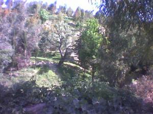 Les Arbres Colorés de la Forêt de Oued Zenati