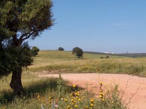 Chemin de Promenade sur les Hauteurs de Guelma