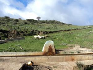 Ain Lemçen (Périphérie de Guelma)